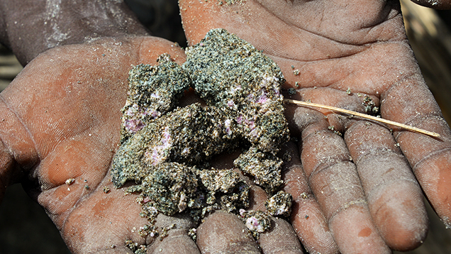Garimpeiro shows low-quality rubies. Garimpeiro shows low-quality rubies.