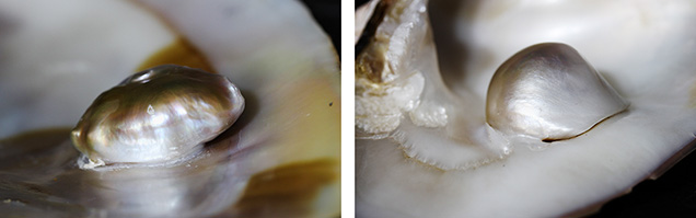 Close-up images of the freshwater blister pearls Close-up images of the freshwater blister pearls