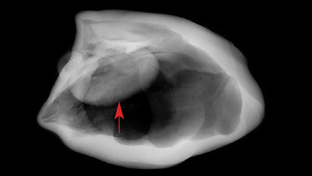RTX structure of the large blister pearl RTX structure of the large blister pearl