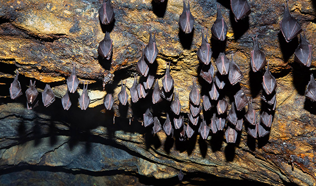 Figure 12. Over time, the old mining works have become a hibernation site for bats. Photo by Miloš Greisel; courtesy of Slovenské opálové bane Ltd. Figure 12. Over time, the old mining works have become a hibernation site for bats. Photo by Miloš Greisel; courtesy of Slovenské opálové bane Ltd.