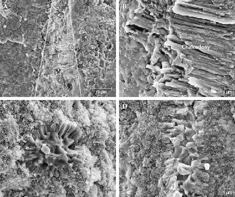 Figure 14. SEM images of petrified tree fern sample S4. A: From left to right, the contrast of mineral particle morphology between fine-grained quartz and fibrous quartz is indicated by the white lines. B: Details of the fibrous chalcedony in image A. C: The silica occurs as radial arms, as shown in cross section. D: In a longitudinal section, the minerals show a parallel arrangement, with the crystals appearing to develop from the outside to the inside. Figure 14. SEM images of petrified tree fern sample S4. A: From left to right, the contrast of mineral particle morphology between fine-grained quartz and fibrous quartz is indicated by the white lines. B: Details of the fibrous chalcedony in image A. C: The silica occurs as radial arms, as shown in cross section. D: In a longitudinal section, the minerals show a parallel arrangement, with the crystals appearing to develop from the outside to the inside.