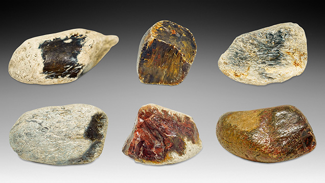 Figure 5. The six rough samples of petrified tree fern from northeast China investigated in this work, ranging from 135.50 to 332.13 g. Photos by Han-Yue Xu. Figure 5. The six rough samples of petrified tree fern from northeast China investigated in this work, ranging from 135.50 to 332.13 g. Photos by Han-Yue Xu.
