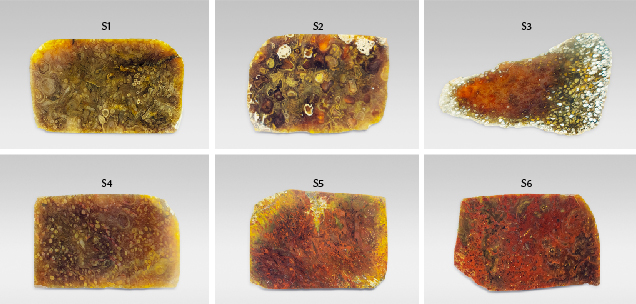 Figure 6. The six petrified tree fern samples cut in the transverse direction and analyzed for this study (3.2–4.1 cm in length and 1.6–2.5 cm in width). Photos by Han-Yue Xu. Figure 6. The six petrified tree fern samples cut in the transverse direction and analyzed for this study (3.2–4.1 cm in length and 1.6–2.5 cm in width). Photos by Han-Yue Xu.
