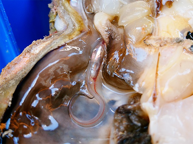 Living pearlfish that was found inside a P. maxima shell. Living pearlfish that was found inside a P. maxima shell.