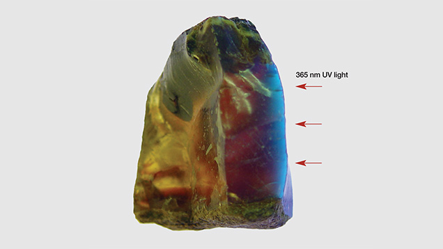 Lateral view of blue amber fluorescence