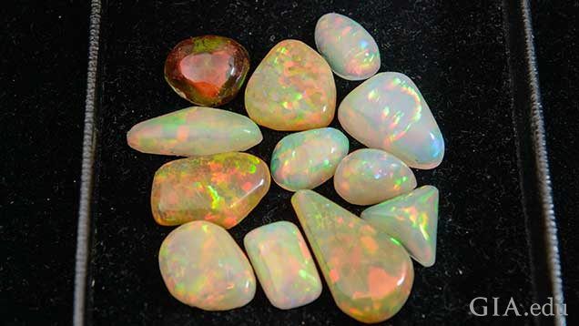 A dozen pieces of polished opal.