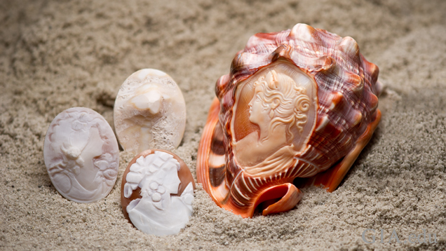 Three smaller cameos show the progression of craving a cameo from rough shell. They sit in sand alongside a shell with a fully carved cameo on it.