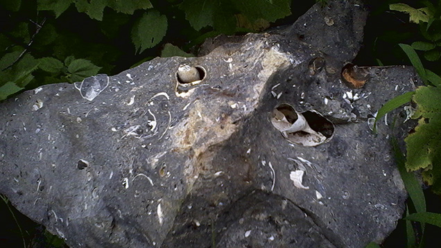 Drusy fossils in host rock