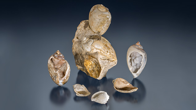 Fossilized drusy shells