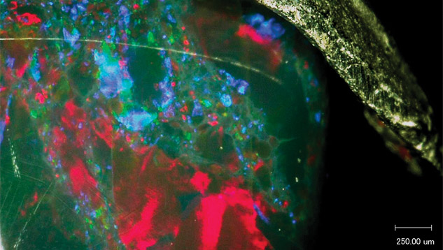 Microscopic image of Ethiopian black opal