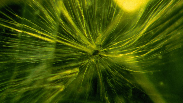 Demantoid Garnet with Horsetails