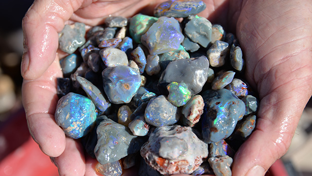 Hands holding black opal rough