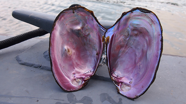 Large open mussel shell with pink interior