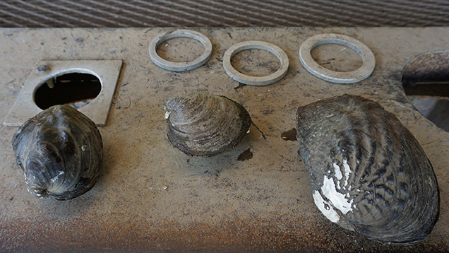 Rings and mussels on a sorting table