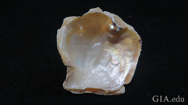 A Pinctada maculata bead-cultured blister pearl 