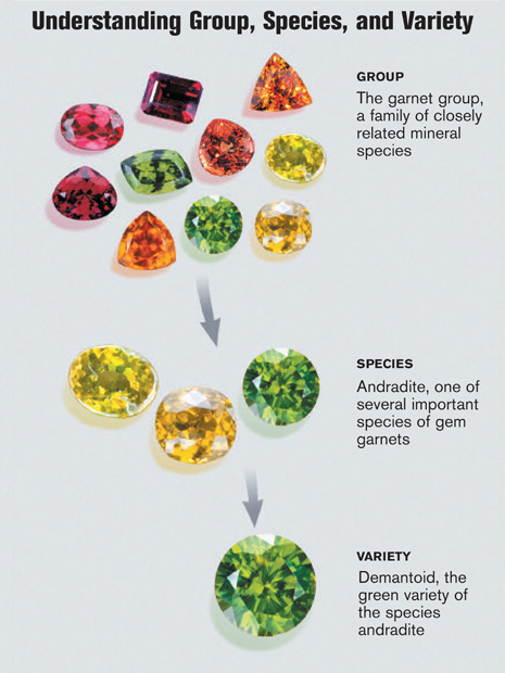 Understanding Group, Species, and Variety Chart