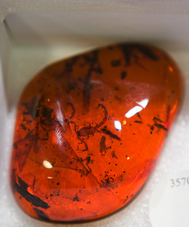 Amber Collector's Gemstone - Amber SOS