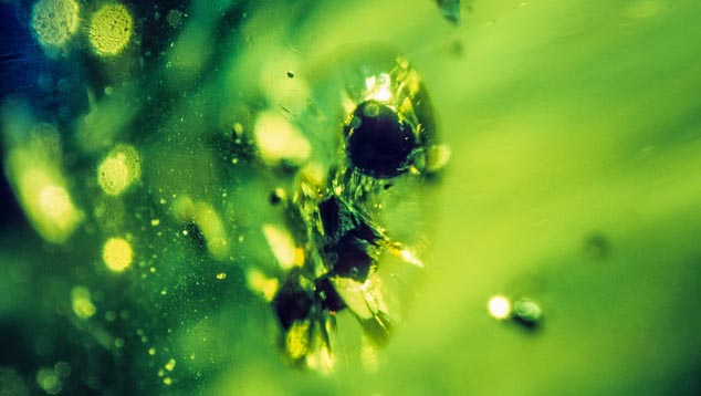 Black Mineral Crystals in Peridot 