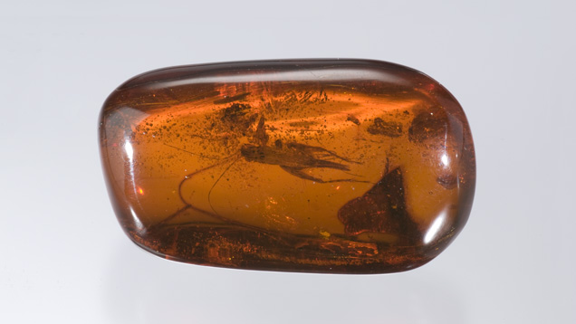 Amber Insect Inclusion