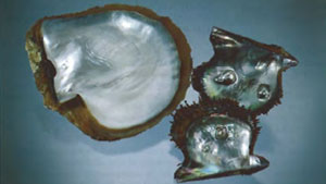 カリフォルニア州サウスバハのラパズ湾における真珠の歴史