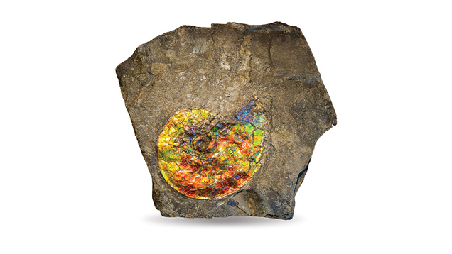 Ammolite in Rock