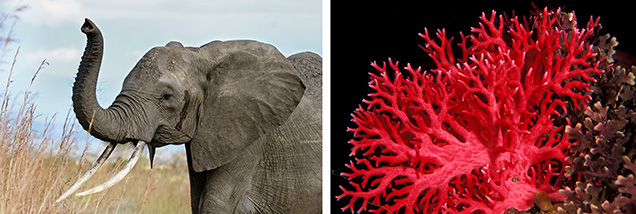 Endangered ivory and coral