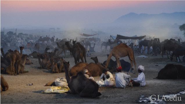 Image shows hundreds of camels and their drivers resting in the desert.