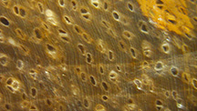 Pores, rays and growth rings in samples.