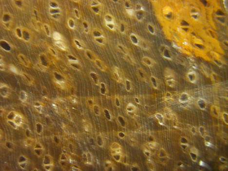 Pores, rays and growth rings in samples.