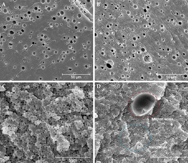 SEM images of beeswax amber, natural and treated