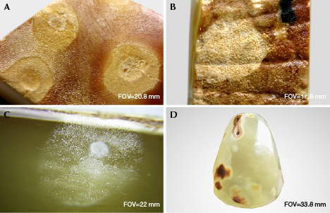 Features of hydrothermally treated spots on amber