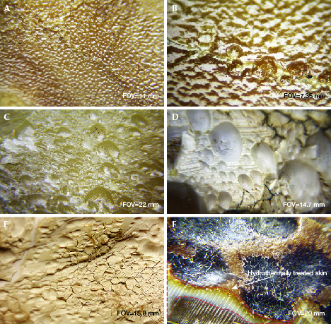 Features of hydrothermally treated skin on amber