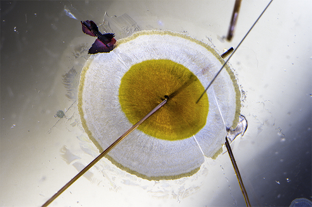 “Egg” inclusion composed of rutile needles and epigenetic growth.