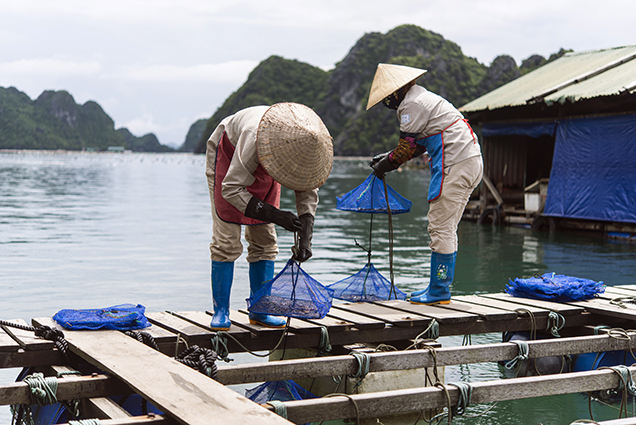 Placing <em>Pinctada radiata</em> mollusks in Ha Long Bay