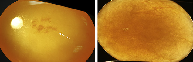 Microscopic observation reveals the structures of the samples.