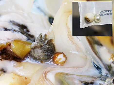 Ejected shell bead nucleus found in a mollusk’s gonad