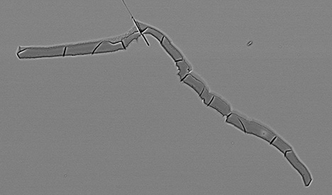 Figure 14. Unidentified aluminosilicate (possibly halloysite or another clay mineral) filling a fracture in cordierite from Blue Bear. Backscattered electron SEM image; field of view 650 μm.