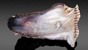 Figure 1. Isognomon isognomon shell and blister. The shell measures approximately 107.76 × 72.39 mm. Photo by Gaurav Bera.