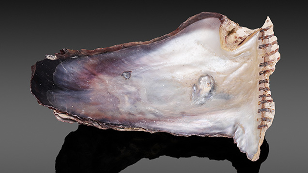 Figure 1. <em>Isognomon isognomon</em> shell and blister. The shell measures approximately 107.76 &times; 72.39 mm. Photo by Gaurav Bera.