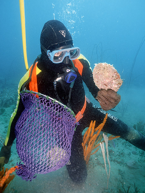 Figure 1. Pearl diver collecting shells from the wild. Photo courtesy of Pearls of Australia: Cygnet Bay Pearl Farm, Western Australia.