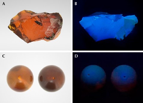 Figure 3. A and B: A 71.05 ct Burmese chameleon amber and its bluish white fluorescence under long-wave UV light. C and D: 16 mm brownish Burmese amber beads (12.60 ct on the left, 12.16 ct on the right) and their bluish purple fluorescence under long-wave UV. Photos by Jinfeng Yang.