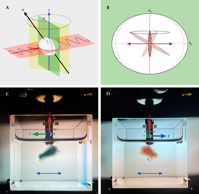 Figure 9. A: When the feldspar crystal is rotated around the X-axis, the horizontally polarized incident light (red plane perpendicular to the X-axis) does not change polarization inside the crystal, while the longest axis of the copper particle (P-axis) would revolve around the X-axis. The angle between P and the X-axis is defined as <em>γ</em>, and the angle between the P-X plane (yellow plane) and the plane normal to the incident light (green plane) is defined as <em>ɸ</em>. B: Diagram showing the projection of a copper particle along the incident light direction as it revolves around the X-axis (vertical) during the rotation. The absorbance for the horizontally polarized light (red arrow) is determined by the projection of the copper particle along the horizontal direction, which is maximized at <em>ɸ</em> = 0° and minimized at <em>ɸ</em> = 90°. C: Photo of sample SB-001 with maximum absorption at <em>ɸ</em> ≈ 0° showing deep bluish green color under horizontally polarized light. D: Sample SB-001 rotated 90° and showing red color with minimum absorption. Photos by Shiyun Jin.