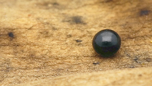 Figure 1. A black non-nacreous pearl measuring 1.55 × 1.43 mm and weighing 0.02 ct. Photo by Gaurav Bera.