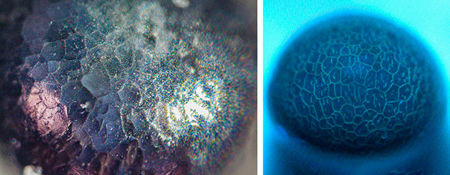 Figure 2. Left: Non-nacreous surface of the black pearl; field of view 3.4 mm. Right: DiamondView image showing a bluish reaction of the outline of the cellular structure. Photos by Anukul Belanke.