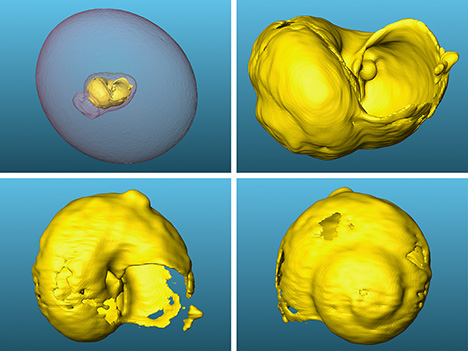 Figure 4. 3D images constructed from μ-CT scans showing the tiny foraminifera shell’s morphology.