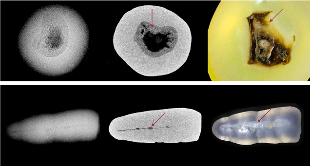 Figure 3. Left to right: RTX images, μ-CT images, and photomicrographs of two cut pearls. Top: Pearl A reveals a complex irregular void feature surrounded by an organic-rich area (arrow). Bottom: Pearl B exhibits an elongated linear structure with a knot-like feature (arrow). Photomicrographs by Karan Rajguru; field of view 1.3 mm and 3 mm, respectively.