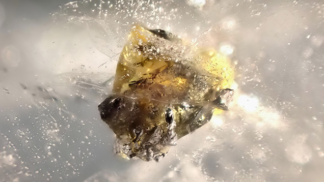 Figure 2. A sphalerite crystal in quartz. Photomicrograph by Liyan He; field of view 11.40 mm.