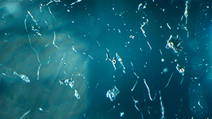 Figure 1. Immiscible two-phase fluid inclusions in a 0.48 ct Paraíba tourmaline. All circular phases were identified as gaseous CO2 by confocal Raman spectroscopy. Photomicrograph by Kazuko Saruwatari; field of view 1.10 mm.