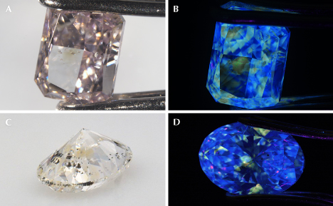 Figure 13. Yellow zones colored by the 480 nm absorption band have been observed in pink (A) and colorless (C) diamonds. B and D: When exposed to long-wave UV, the yellow color zones in the pink and colorless diamonds show yellow fluorescence, while the remaining areas of the diamonds show blue fluorescence. Photos by Mei Yan Lai.