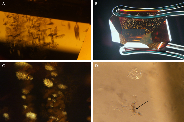 Figure 6. Clusters of micrometer-sized dark inclusions observed in a single 480 nm band diamond. They are oriented in three directions (A) and appear highly reflective when observed at certain angles (B and C). The dark inclusions are platy and extremely thin, either with rounded or well-defined hexagonal shapes (indicated by an arrow in D). Photomicrographs by Mei Yan Lai; fields of view 2.34 mm (A), 14.52 mm (B), 1.58 mm (C), and 0.64 mm (D).